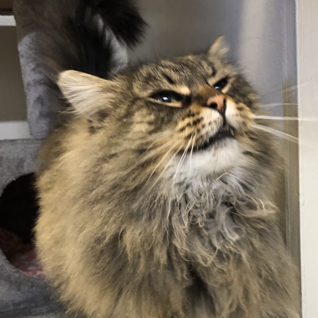 Charlotte, an adoptable Domestic Long Hair in Baker City, OR, 97814 | Photo Image 1