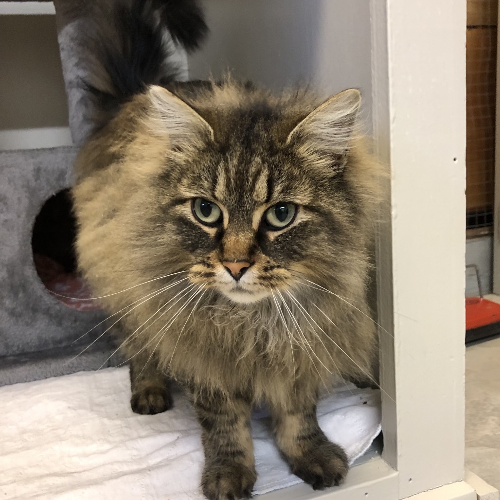 Charlotte, an adoptable Domestic Long Hair in Baker City, OR, 97814 | Photo Image 3