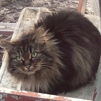 Gizmo "Mo", an adoptable Domestic Long Hair in Baker City, OR, 97814 | Photo Image 1
