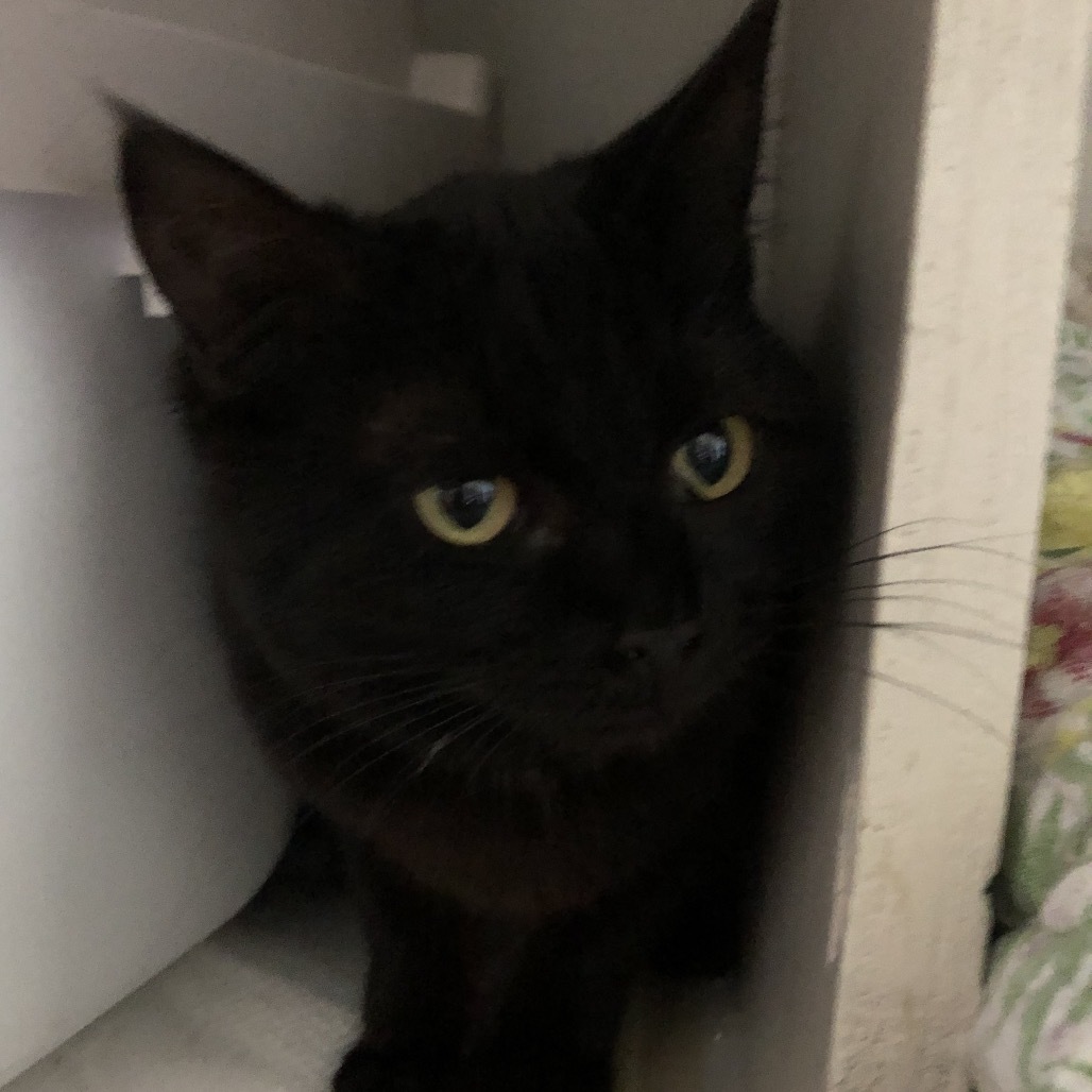 Madrona, an adoptable Domestic Short Hair in Baker City, OR, 97814 | Photo Image 1