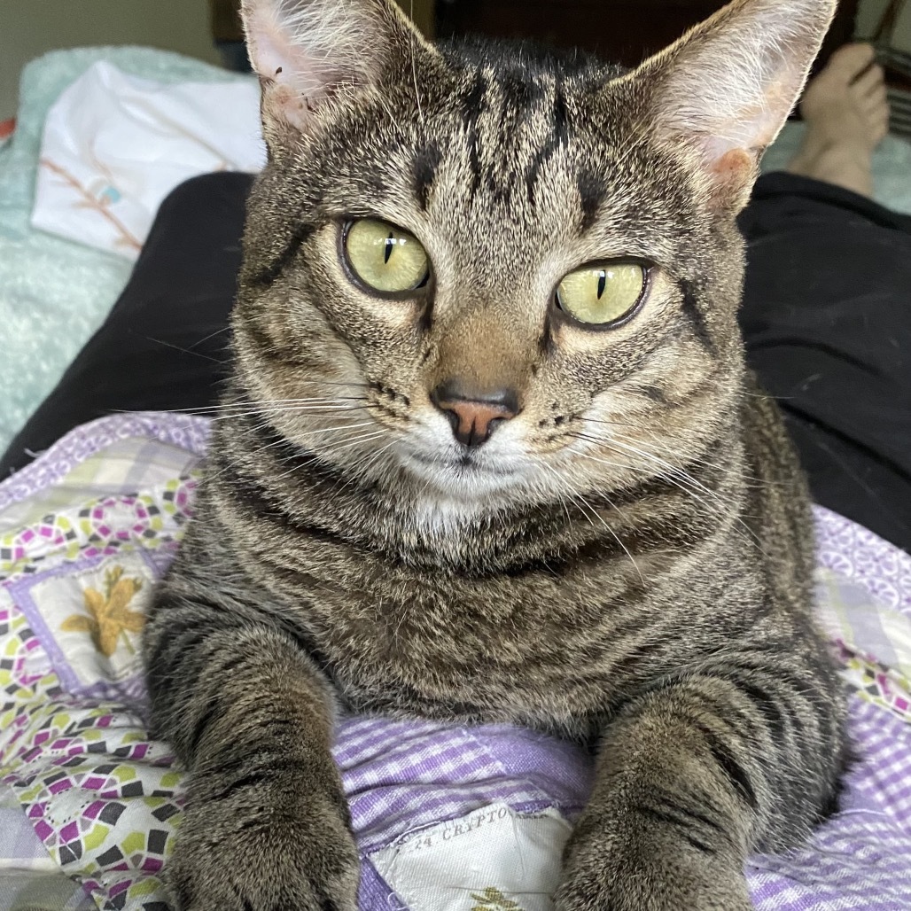 Dixon