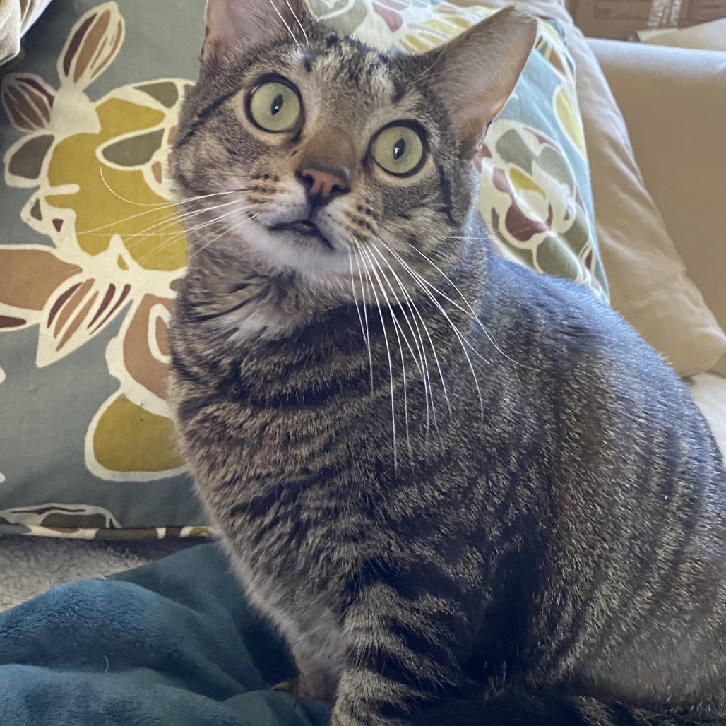 Dixon