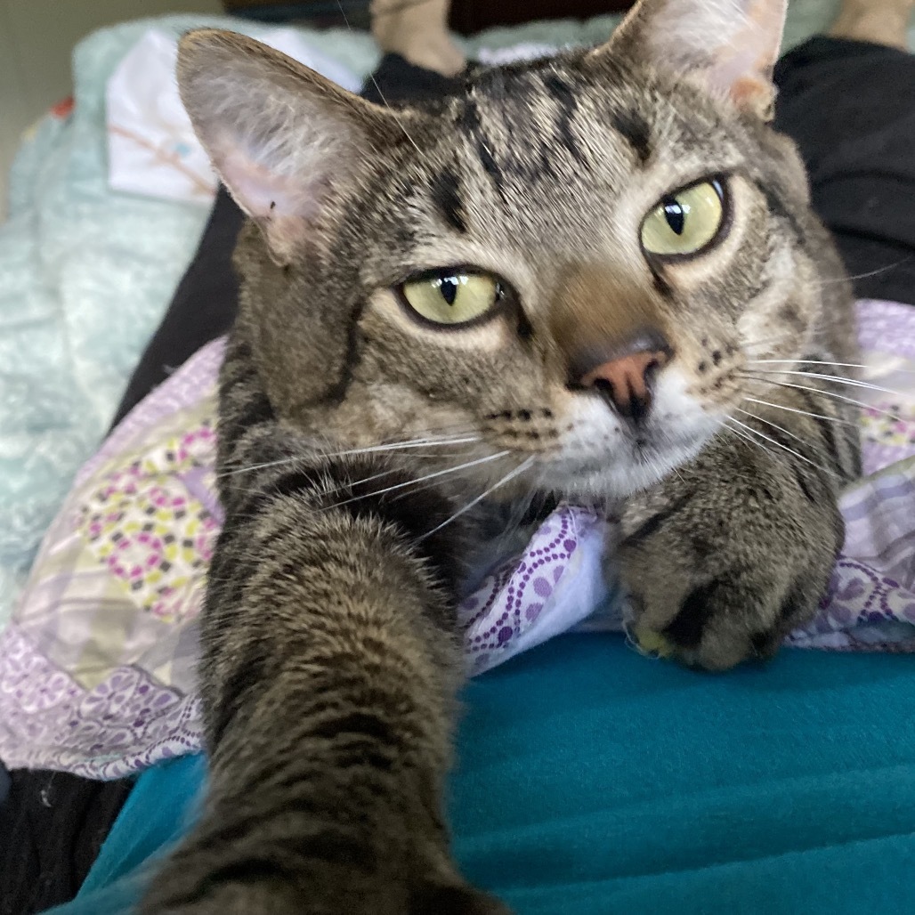 Dixon