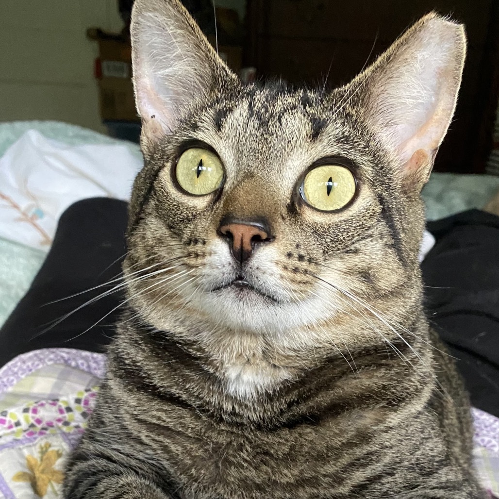 Dixon