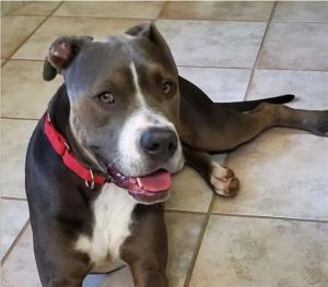 MOSES, Adult Male Pit Bull Terrier