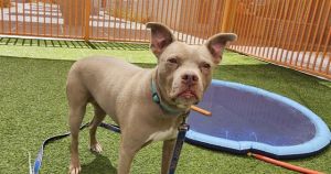 NOVA, Adult Female Pit Bull Terrier
