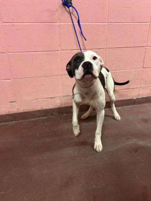 YAVO American Staffordshire Terrier Dog