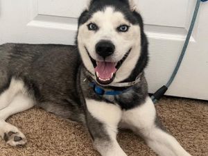 Meet Sweet  Sassy Sasha The Affection-Seeking Husky Energetic Loving and Always Up for a Challe