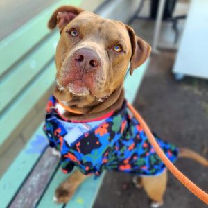 I WAS FOUND AT 1200 BLOCK 56TH ST LONG BEACH CA IN LONG BEACHMy adoption evaluation date is 0901