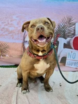 I WAS FOUND AT 1200 BLOCK 56TH ST LONG BEACH CA IN LONG BEACHMy adoption evalu