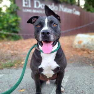 I WAS FOUND AT 3401 GOLDEN AVE LONG BEACH CA 90806 IN LONG BEACHMy adoption evaluation date is 06