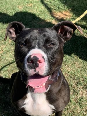 I WAS FOUND AT 2000 BLK DELTA AVE LONG BEACH CA 90810 IN LONG BEACHMy adoption 