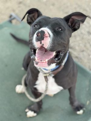 I WAS FOUND AT 2000 BLK DELTA AVE LONG BEACH CA 90810 IN LONG BEACHMy adoption evaluation date is 0