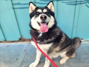 I WAS FOUND AT 2000 SANTA FE AVE LONG BEACH CA 90810 IN LONG BEACHMy adoption evaluation date is 