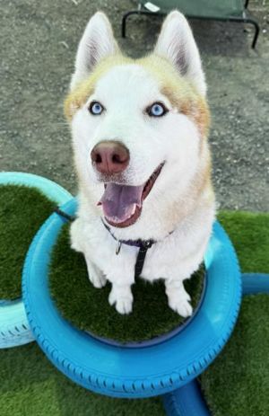 I WAS FOUND AT 2400 E 28TH ST SIGNAL HILL CA 90755 IN SIGNAL HILLMy adoption evaluation date is 0