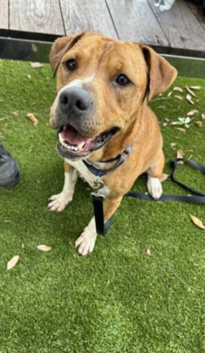 LUIS, Adult Male American Bulldog