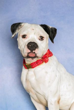 ROB, Adult Male American Bulldog