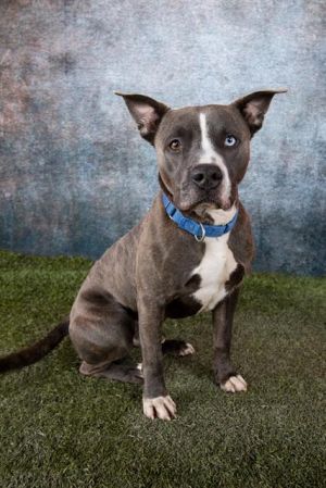 Meet Jake A2596799 a lovable 2-year-old American Bulldog whos been at the shelter since June 202