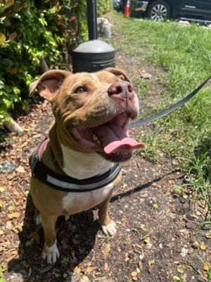 Hi Im Zach A2620534 Im a sweet and friendly guy who enjoys time in the yard and cuddles with ki