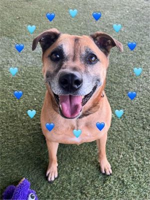 Hi Im Nike A1895988 Im a quiet easygoing pup who enjoys doing my own thing Ive got a gentle p