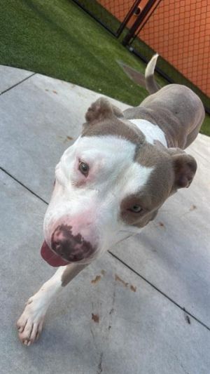 ASTRO Pit Bull Terrier Dog