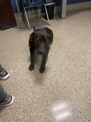 RIVERS, Adult Male Labrador Retriever