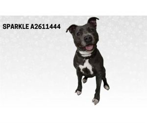 SPARKLE Pit Bull Terrier Dog