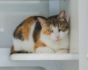 DIXIE A2592600 is a gorgeous three year old calico girl who came to the shelter as a stray She ha