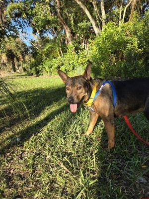 MISSY Australian Cattle Dog / Blue Heeler Dog