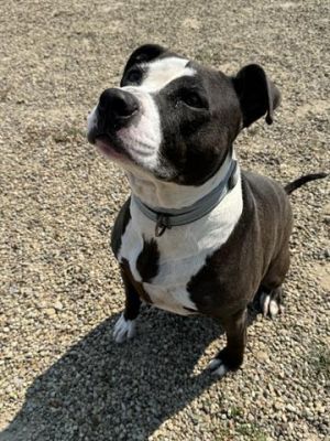 KIRA, Adult Female Pit Bull Terrier