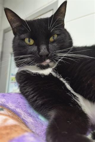 XENA