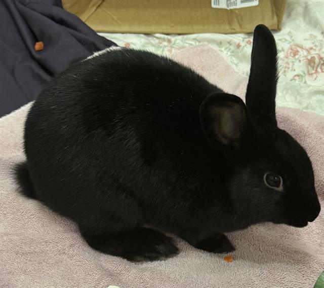 PERCY