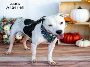 JETTA