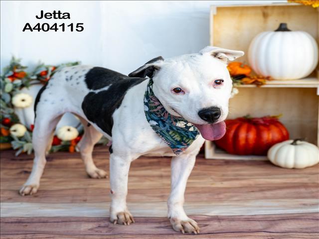JETTA