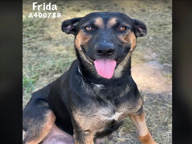 FRIDA 1