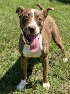 MARI, Young Female Pit Bull Terrier