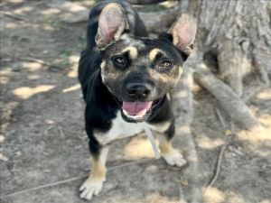 OPTIMUS, Adult Male German Shepherd Dog