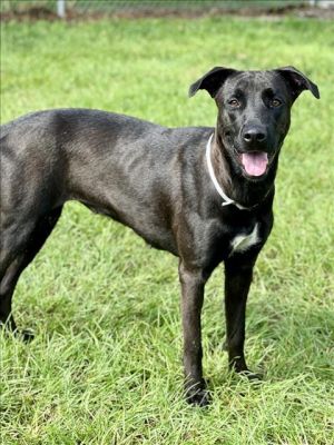 MARGARET, Adult Female Belgian Shepherd / Malinois