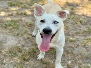BUTTERS, Young Male Siberian Husky