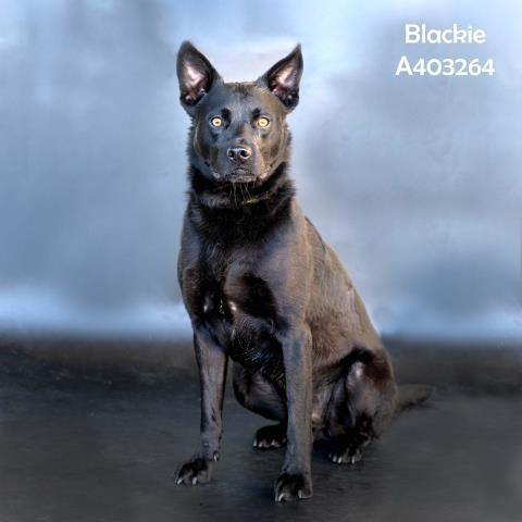 BLACKIE 1