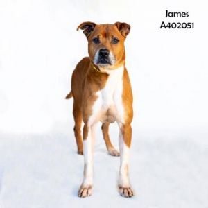 JAMES