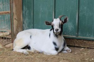 WENDY, Adult Female unknown