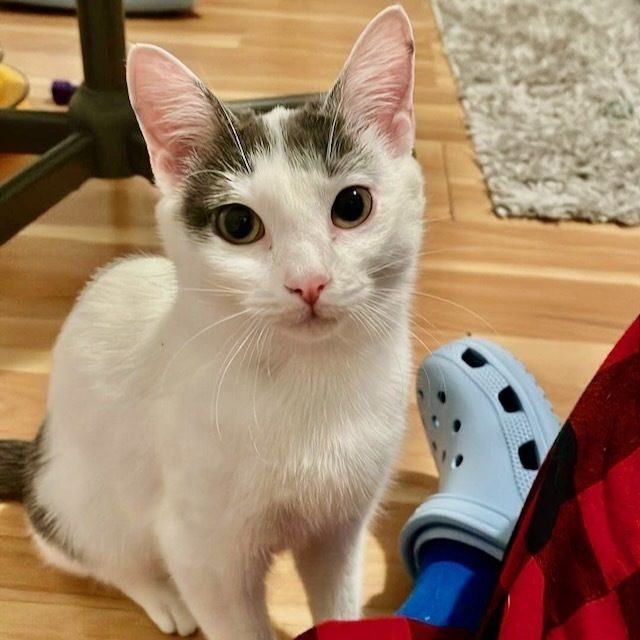 Snookums