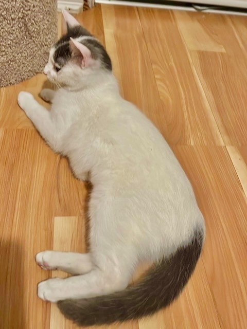 Snookums