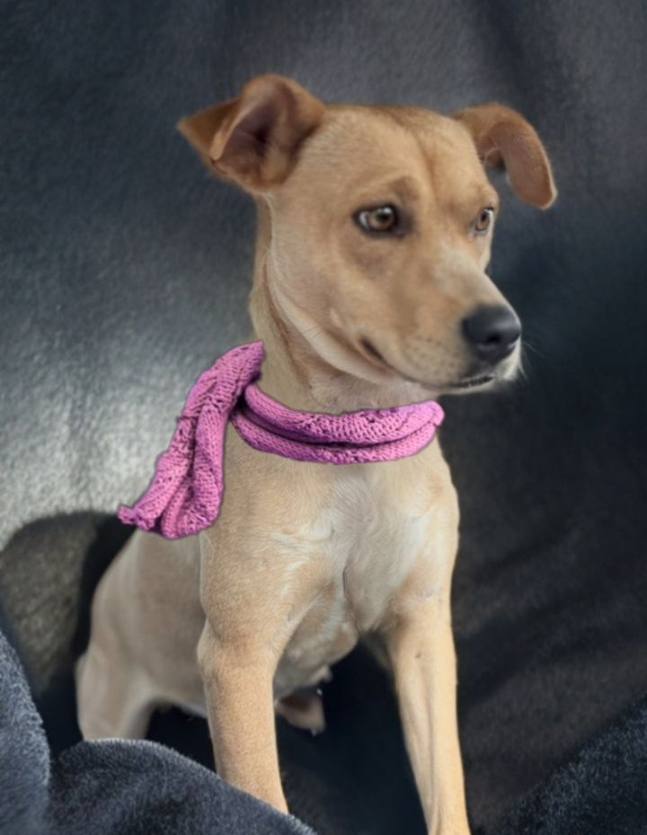 Dixie 1