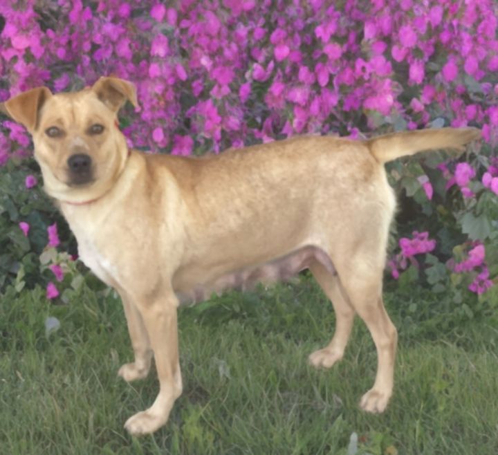 Dixie 3