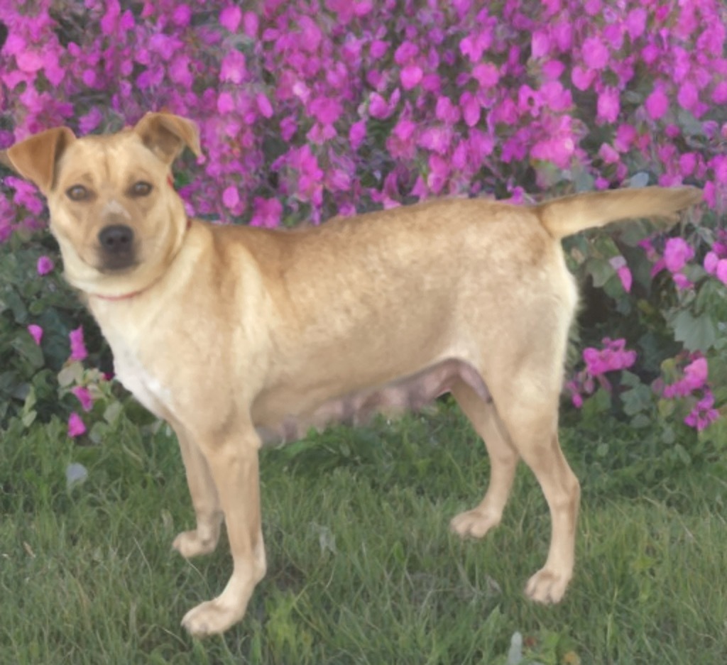 Dixie