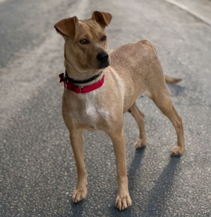 Dixie 4