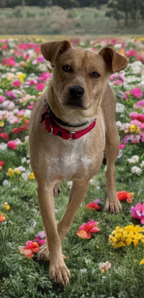 Dixie 5
