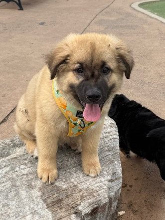 Baby Teddy 1